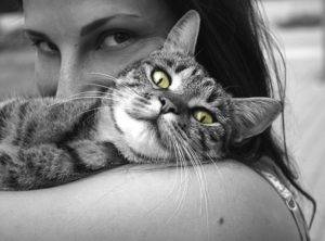 Animal Custody | Tampa Custody Lawyers
